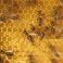 Projekt_Management_Intensiv_Bienen